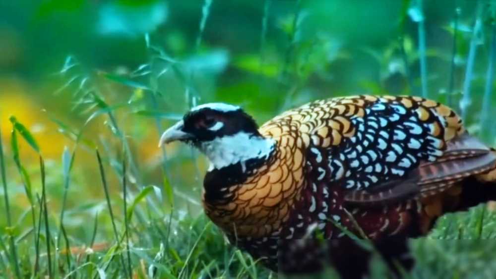 海贼王预测猜想-四皇红发之死