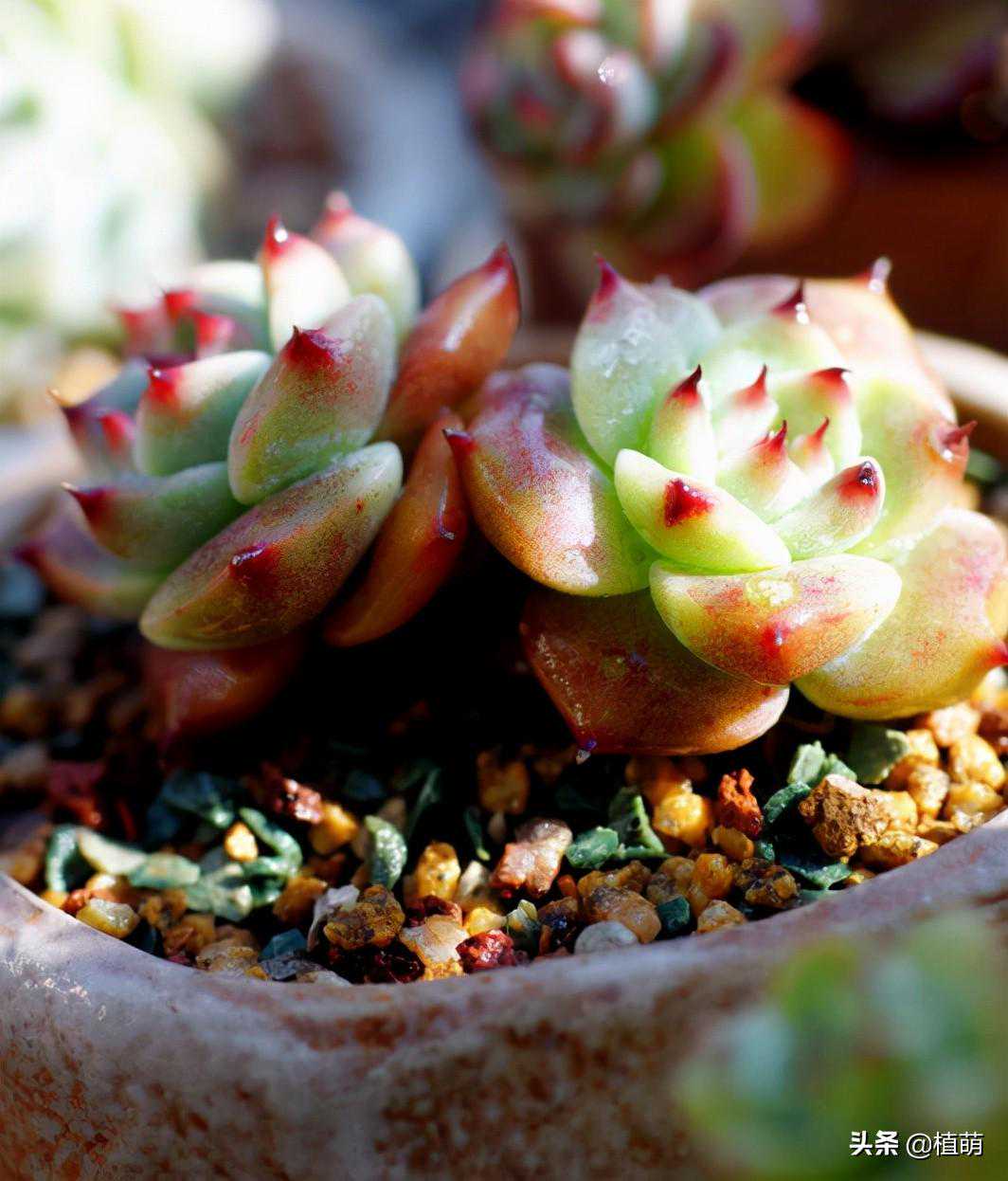 水逆退散！12星座如何应对2025年第一次水逆